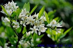 柑橘花期是什么時(shí)候，如何管理、用什么農(nóng)藥
