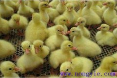 剛買回來的鵝苗如何飼養(yǎng)，如何預(yù)防疾?。? /></a>
            <a href=
