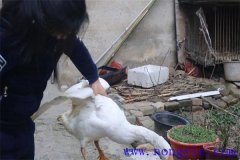 家里怎樣殺鵝，殺鵝怎么拔毛最快干凈？
