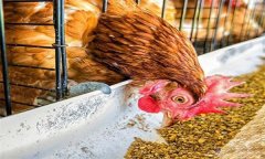 雞浪費(fèi)飼料？告訴你養(yǎng)雞省料的小竅門