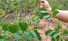 金剛藤有何藥用價(jià)值？臨床應(yīng)用如何？