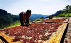 花椒采摘后怎樣晾曬？花椒晾干方法簡(jiǎn)介