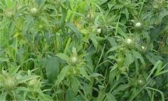 白術(shù)的主要病害有哪些？其防治方法如何？