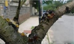 花椒樹流膠病用什么藥防治，如何預防？