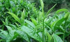 什么叫做采摘周期，什么時間采摘茶葉為宜？