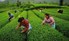 茶葉的采摘手法主要有哪些？