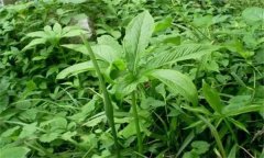 半夏的主要病害有哪些？應如何防治？