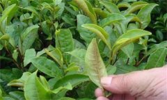 茶橙癭螨為害癥狀，如何防治茶橙癭螨為害？