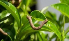 茶尺蠖防治方法，如何防治茶尺蠖為害？