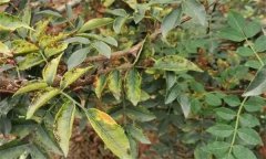 花椒落葉病發(fā)病規(guī)律，花椒落葉病的防治方法
