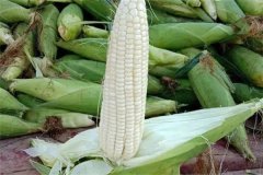 如何選擇糯玉米品種，糯玉米有哪些優(yōu)良品種？