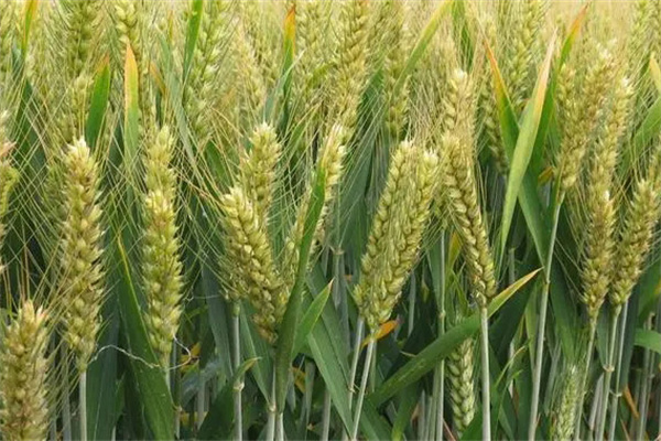 上海郊區(qū)種植的小麥品種