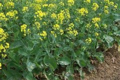 什么是“雙低”油菜，是指什么雙低？