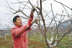 油桃樹如何通過修剪實(shí)現(xiàn)早產(chǎn)、豐產(chǎn)？