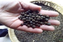 香樟樹種子可以育苗嗎？香樟苗怎么栽植養(yǎng)護？