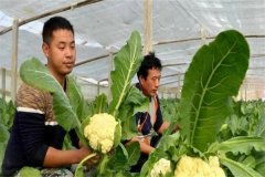 蔬菜病蟲害的生物防治具有哪些優(yōu)點(diǎn)？