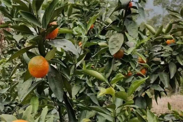 柑橘發(fā)生嚴(yán)重落果時如何補救