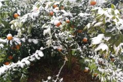 橘子樹(shù)冬季如何管理？這三項(xiàng)工作必不可少！