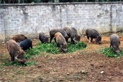 飼養(yǎng)野豬要注意哪些問題 野豬能與家豬雜交嗎？