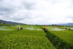 蔬菜病蟲害綠色防控技術(shù)主要有哪些？