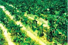 什么是蔬菜病蟲害綠色防控，主要內(nèi)容是什么？
