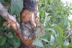 蘋果樹腐爛病的癥狀表現(xiàn)有哪些，如何防治？