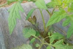 番茄早疫病和晚疫病的癥狀有什么區(qū)別？