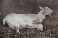 母羊分娩應(yīng)注意些什么，產(chǎn)后無(wú)奶怎么辦？
