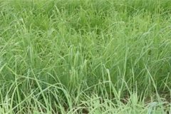 養(yǎng)羊常用哪些牧草，羊的飼養(yǎng)要注意哪方面？