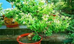金銀花的修剪方法，如何修枝整形？