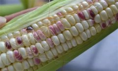 糯玉米種子如何處理，應(yīng)何時(shí)播種？