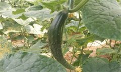 種植黃瓜為什么會(huì)出現(xiàn)畸形瓜？