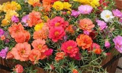 讓夏季花卉開得更好的方法，夏季養(yǎng)花注意事項(xiàng)