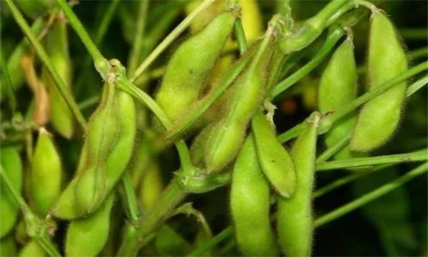 生產上對菜用大豆的品質要求