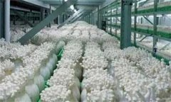 金針菇栽培配方，如何防止金針菇提早開傘？