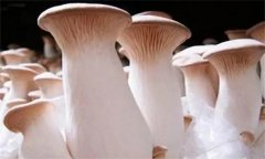 杏鮑菇菌蓋上會(huì)長(zhǎng)疙瘩、出菇后會(huì)開裂怎么辦？