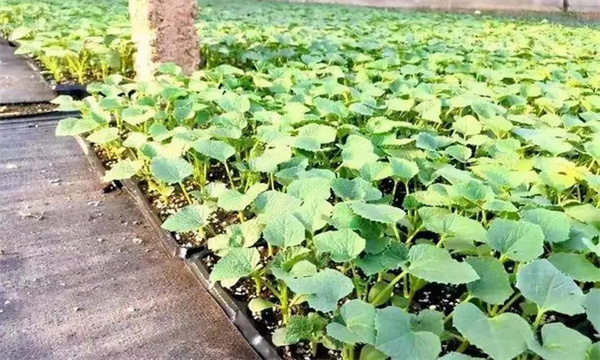 甜瓜苗出現(xiàn)枯芽、黃芽是什么原因