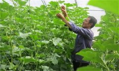 哈密瓜如何整枝留瓜，種植哈密瓜應注意什么？