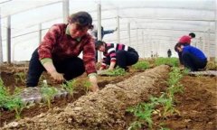 秋茬番茄在定植時(shí)應(yīng)該注意什么問(wèn)題？