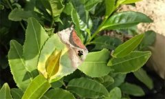 茶樹(shù)病蟲(chóng)害的農(nóng)業(yè)防治、物理防治與生物防治方