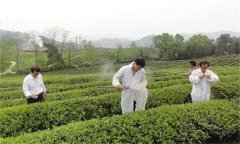 茶樹(shù)病蟲(chóng)害綠色防控推薦常用的農(nóng)藥有哪些？
