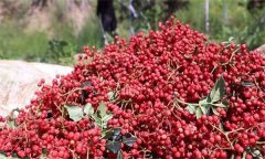 花椒的分級標(biāo)準(zhǔn)、包裝要求與貯藏方法