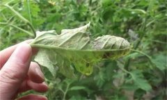 如何利用幾種簡(jiǎn)單生物防治劑防治蔬菜病蟲害？
