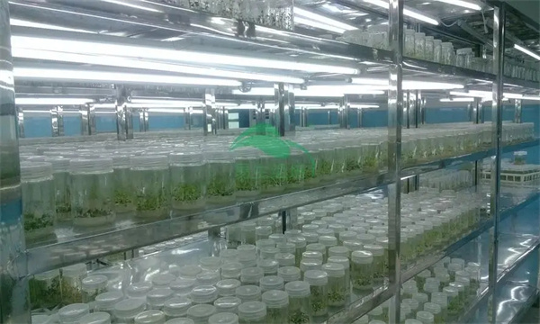 葡萄無(wú)病毒組培快繁的工廠化生產(chǎn)