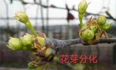 梨樹(shù)開(kāi)花結(jié)果有什么特點(diǎn)？