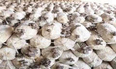 平菇發(fā)菌過程中產生雜菌的原因有哪些？