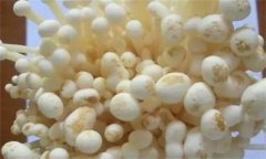 如何防治金針菇黑斑病，其發(fā)病條件是什么？