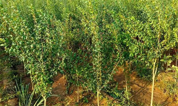 石榴苗栽植要點(diǎn)