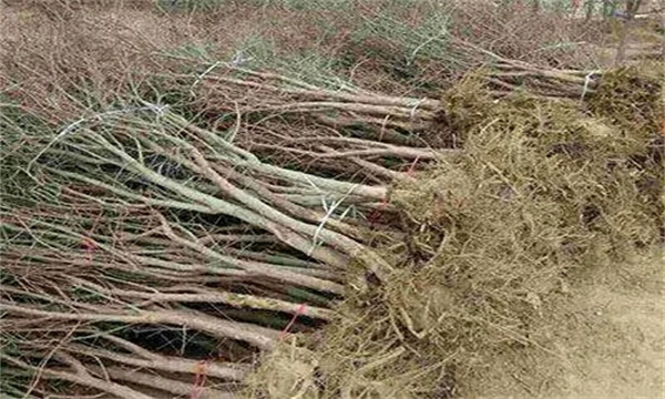 石榴苗栽植技術要點