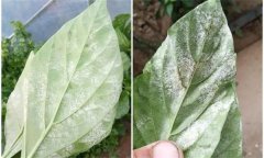 辣椒白粉病是什么原因引起的，如何防控？